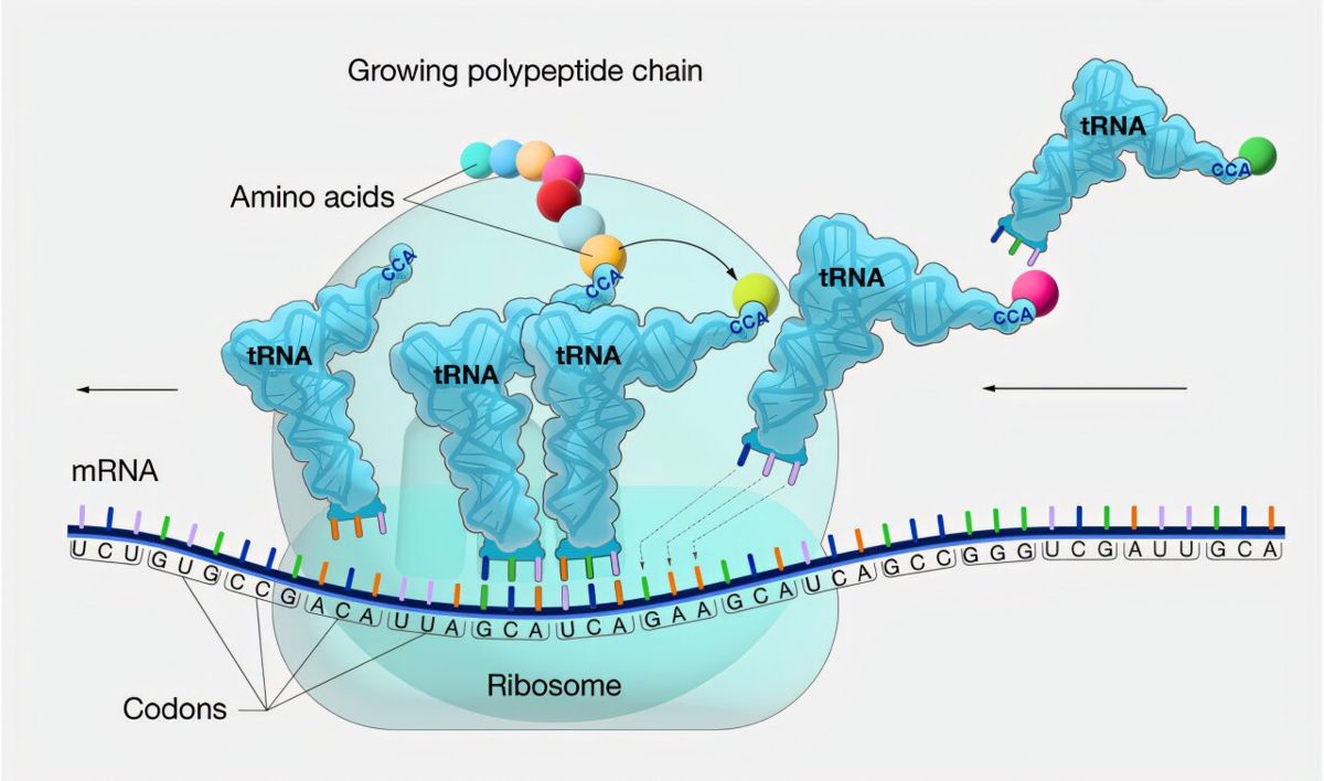 Synthetische biologie & kunstmatig DNA