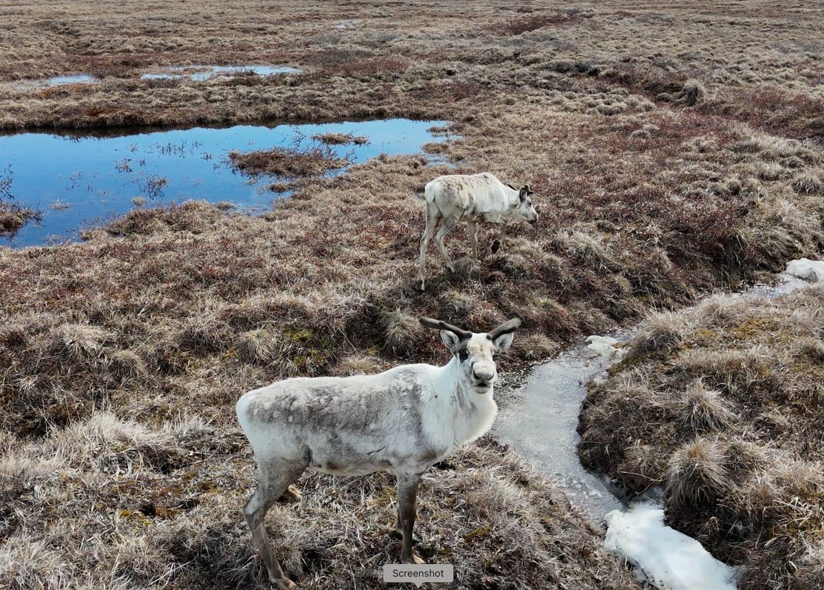 Klimaat-AI & biosfeersimulaties
