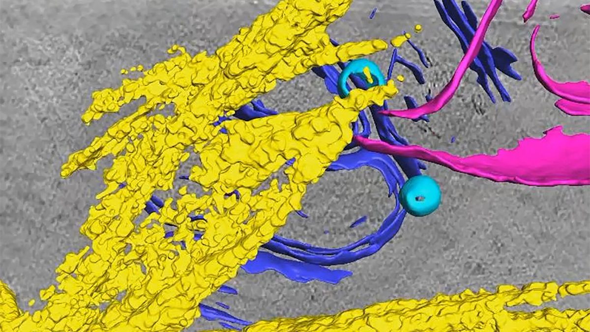 CRISPR & genbewerking