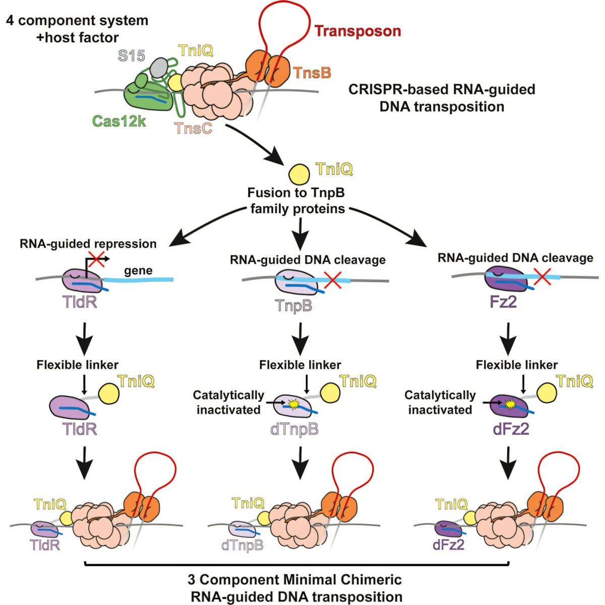 CRISPR & genbewerking