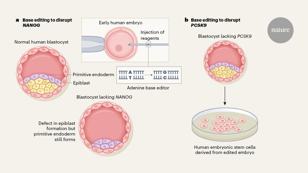 CRISPR & genbewerking