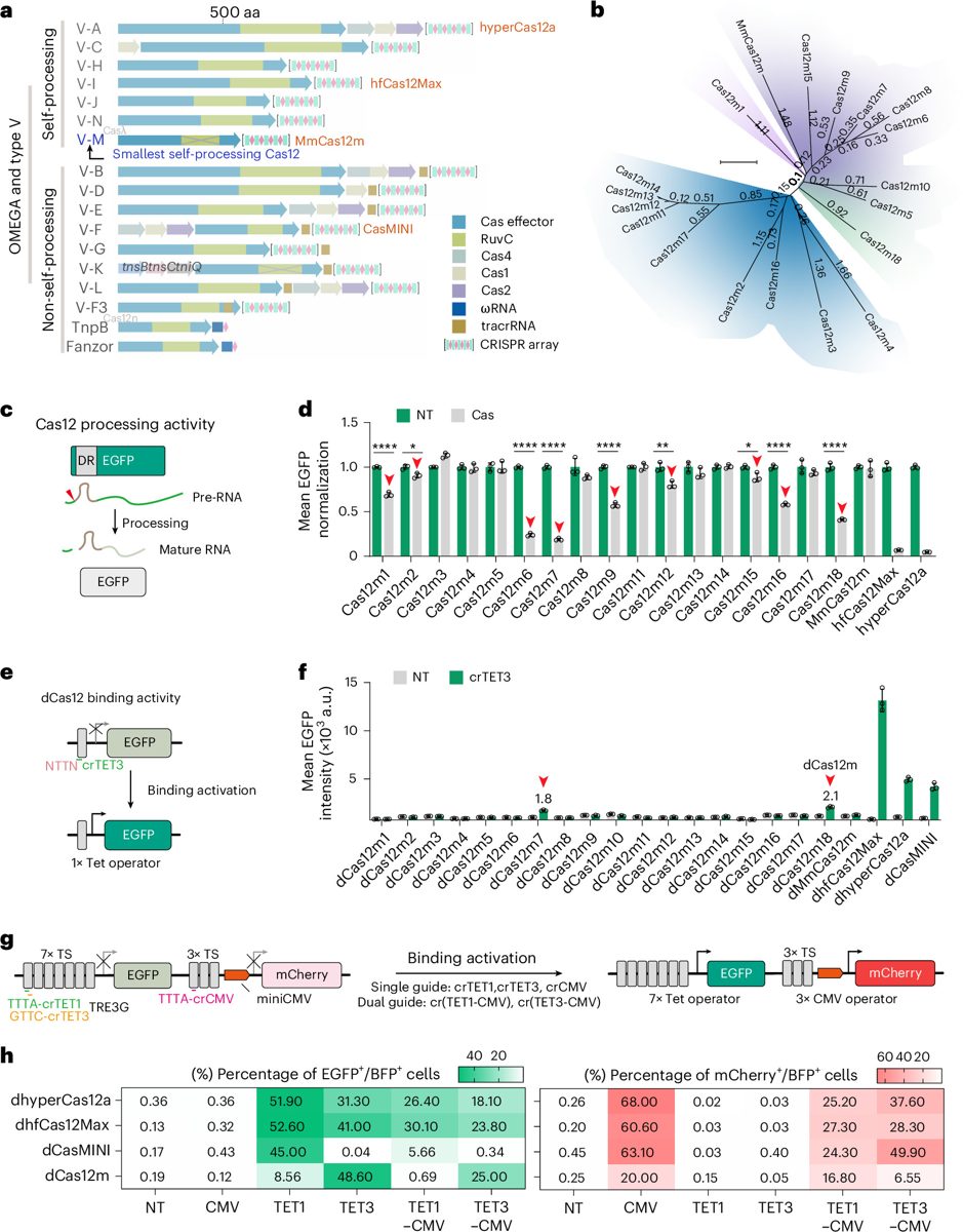 CRISPR & genbewerking