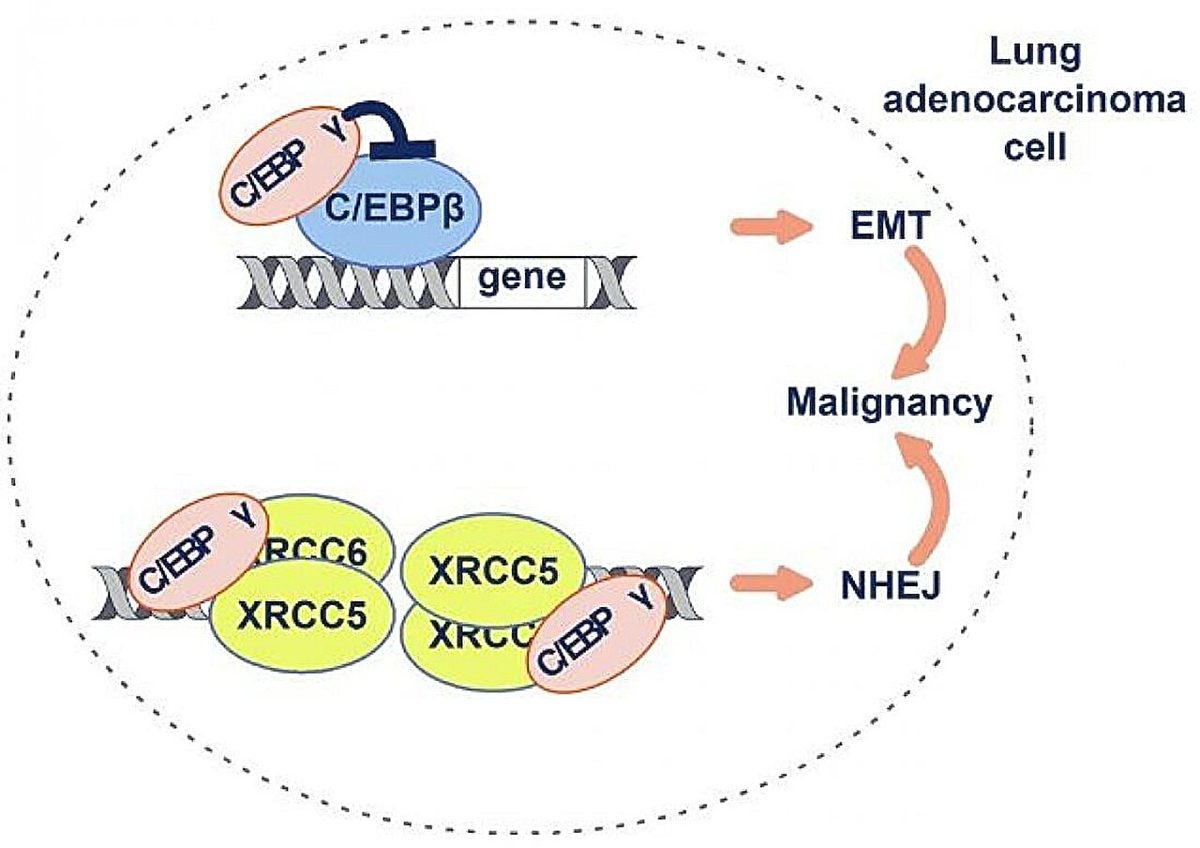 CRISPR & genbewerking