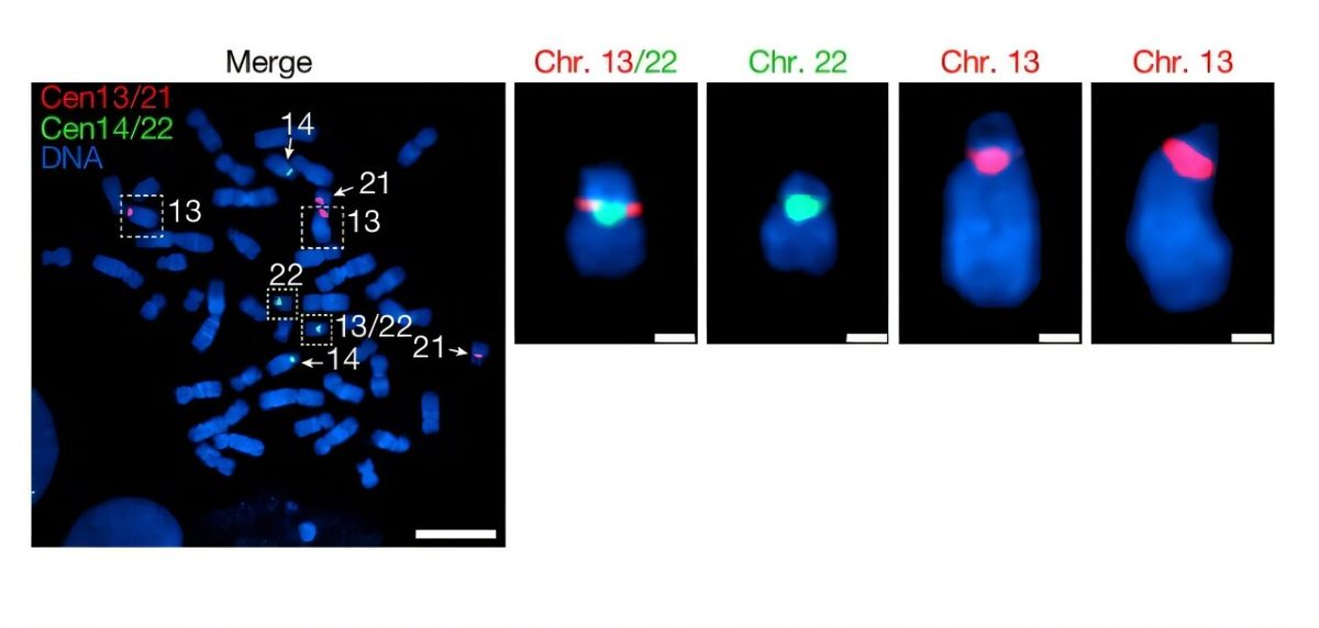 CRISPR & genbewerking
