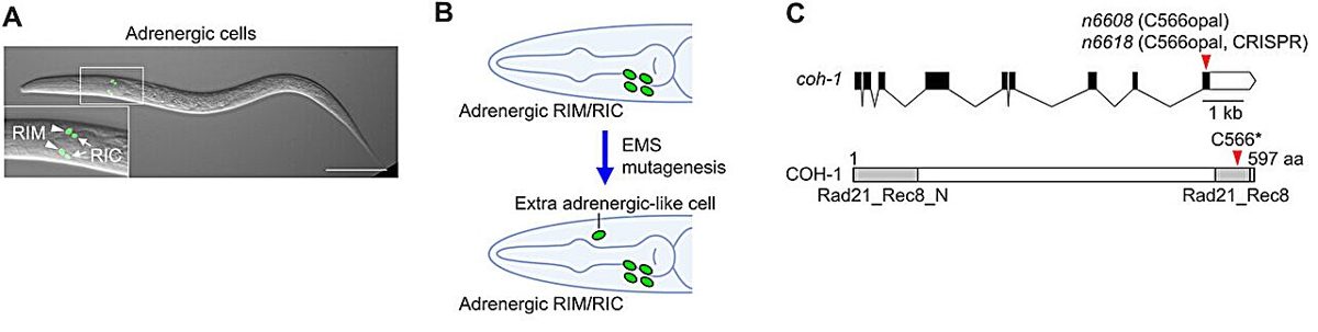 CRISPR & genbewerking
