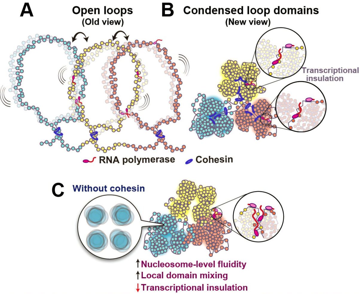 CRISPR & genbewerking