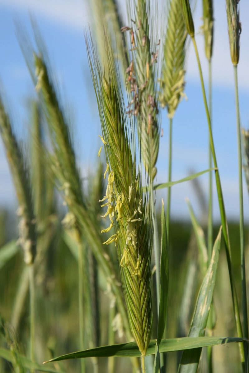 CRISPR & genbewerking