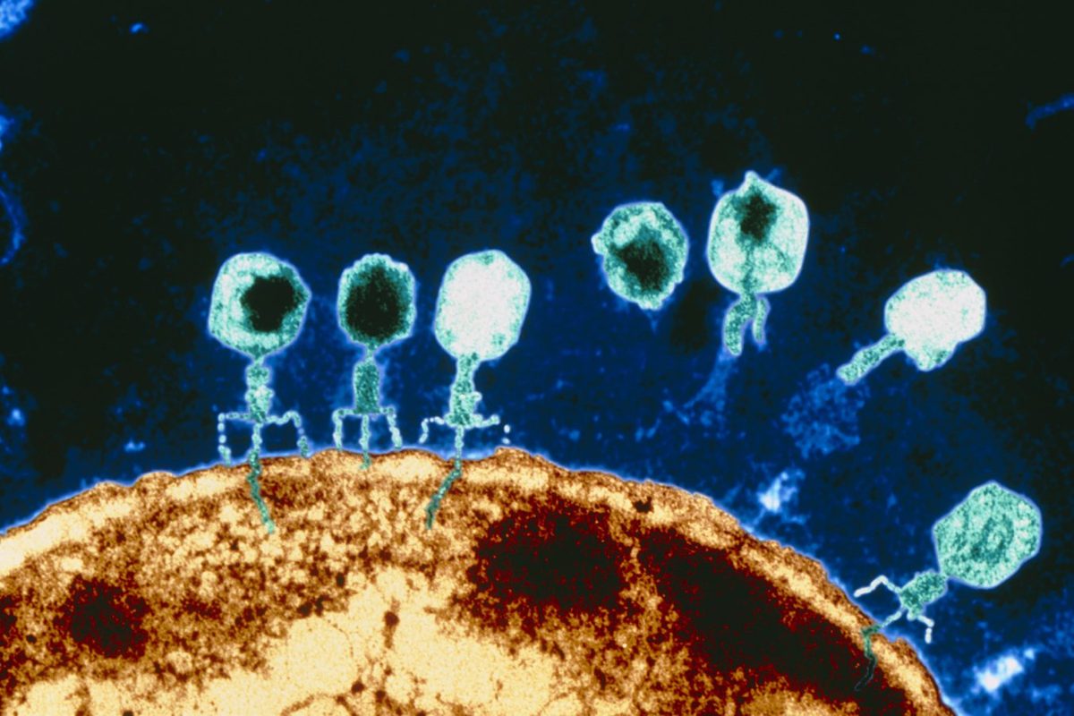CRISPR & genbewerking