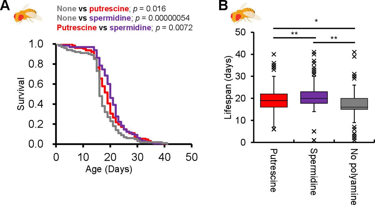 Longevity & anti-aging