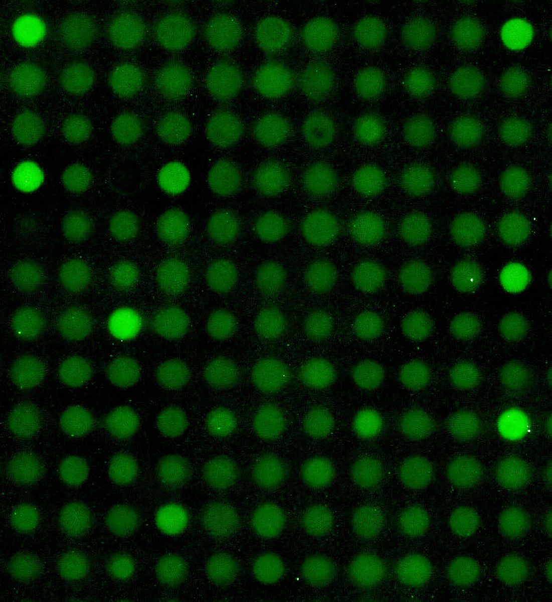 CRISPR & genbewerking