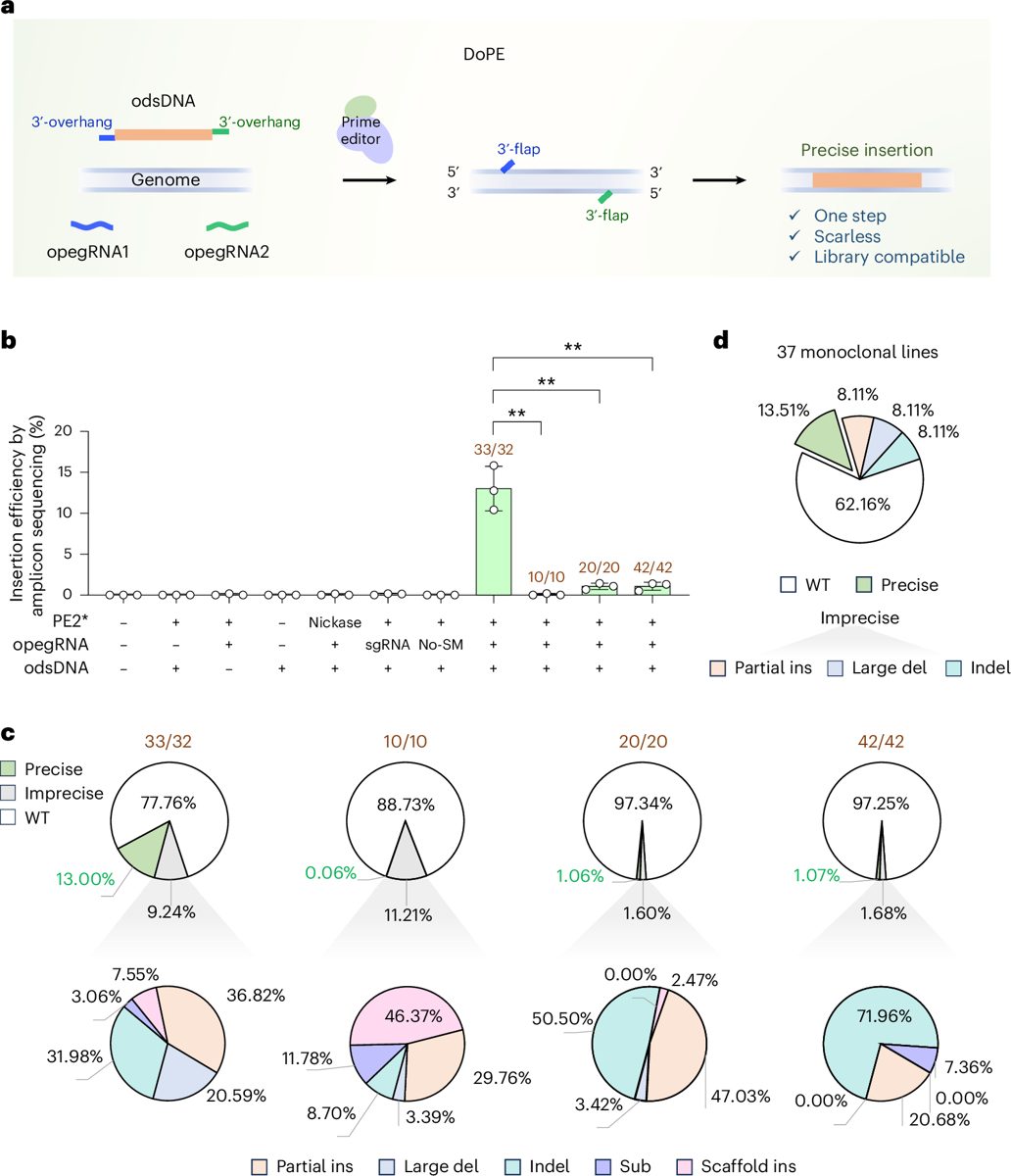 CRISPR & genbewerking
