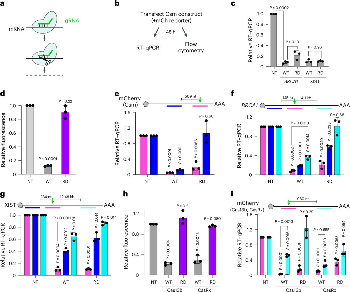 CRISPR & genbewerking