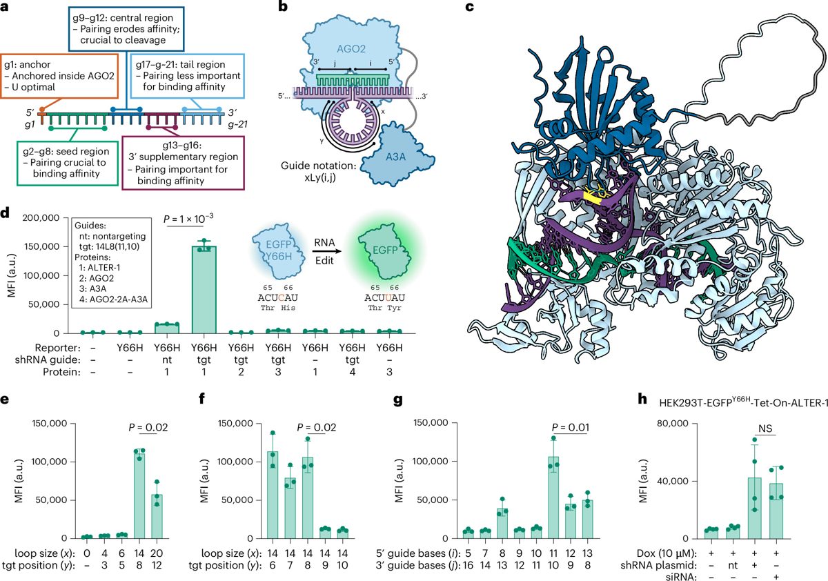 CRISPR & genbewerking