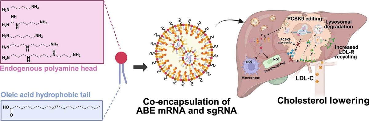 CRISPR & genbewerking