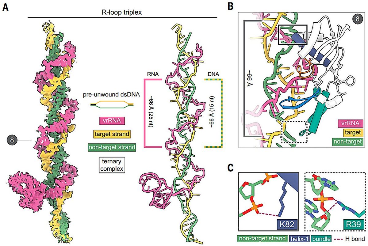 CRISPR & genbewerking