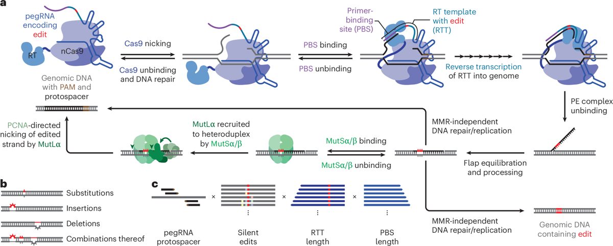 CRISPR & genbewerking