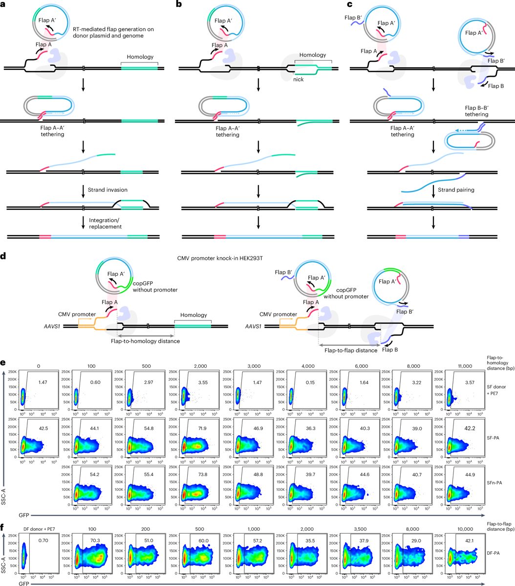 CRISPR & genbewerking