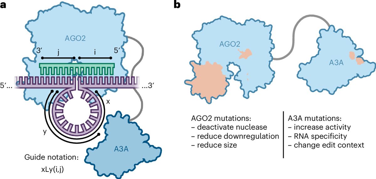 CRISPR & genbewerking