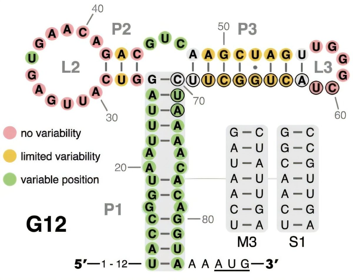 Synthetische biologie & kunstmatig DNA