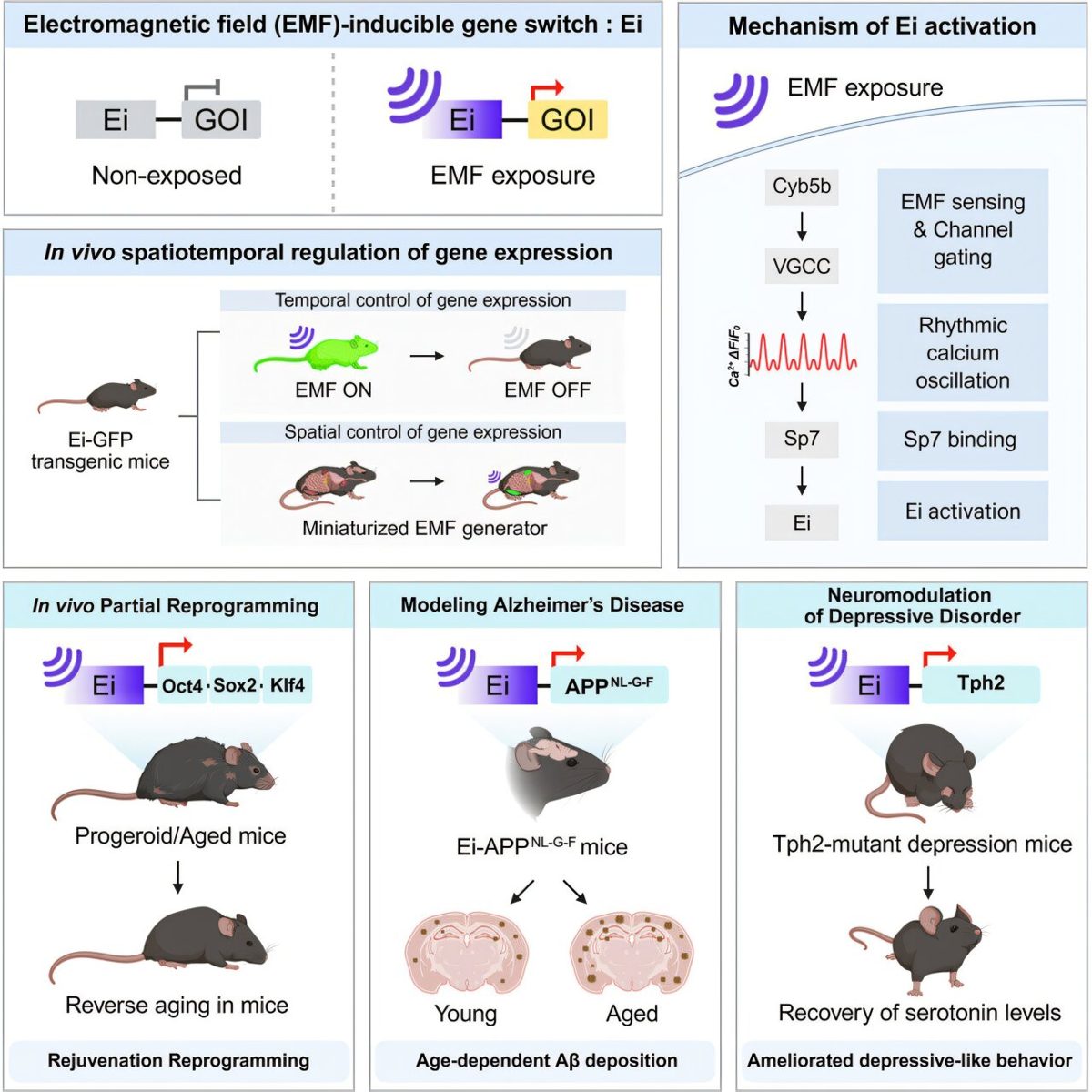 CRISPR & genbewerking