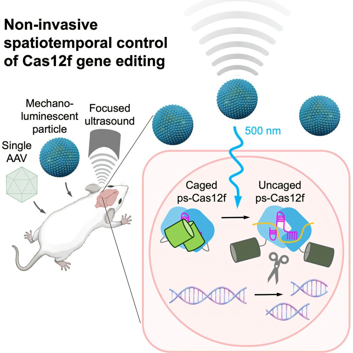 CRISPR & genbewerking